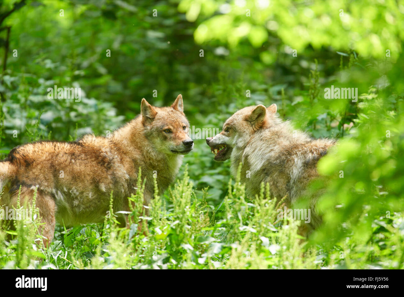 Le loup gris d'Europe (Canis lupus lupus), deux loups menaçant sur l'herbe haute, l'Allemagne, la Bavière Banque D'Images