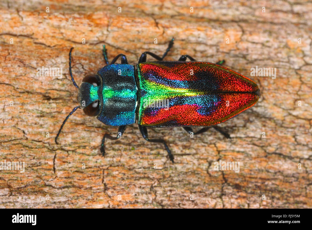 Jewel beetle, coléoptère Bois (Anthaxia candens), sur bois, Allemagne Banque D'Images