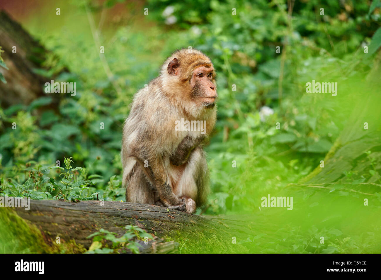 Singes de barbarie, barbary macaque (Macaca sylvanus), reposant sur une branche Banque D'Images