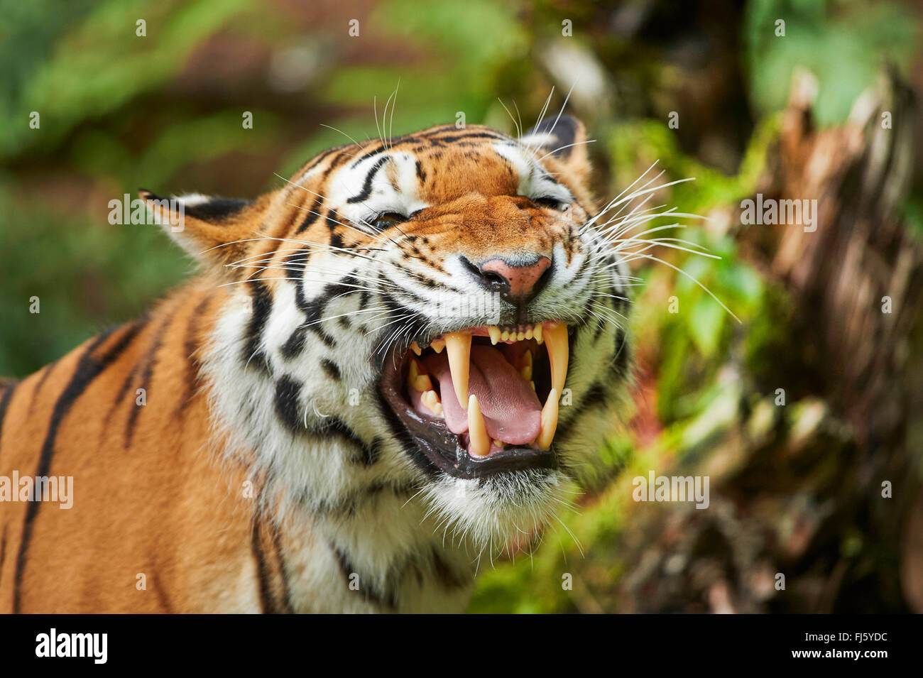 Tigre de Sibérie, Amurian tigre (Panthera tigris altaica), tigre rugissant Banque D'Images