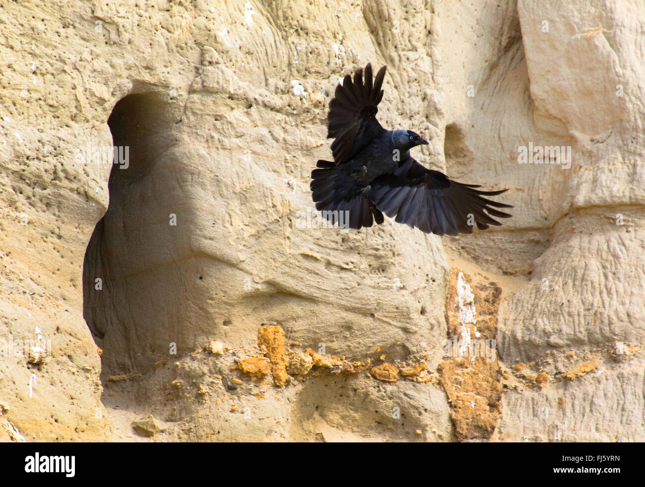 Choucas (Corvus monedula choucas), en face de la grotte de reproduction à une colonie de guêpier, Autriche, Burgenland, Seewinkel, Ungerberg Banque D'Images