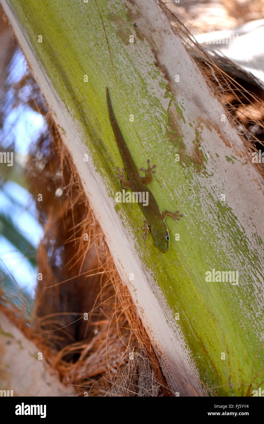 Jour terne (Gecko Phelsuma dubia), assis sur un tronc, Madagascar, Ankify Banque D'Images