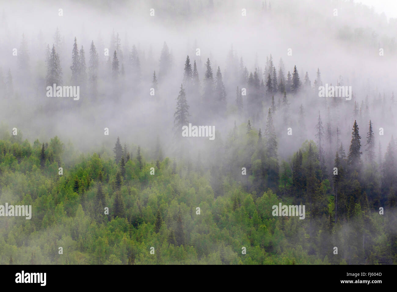 Brouillard dans la forêt de montagne, de la Norvège, Nordland, Dunderland Banque D'Images