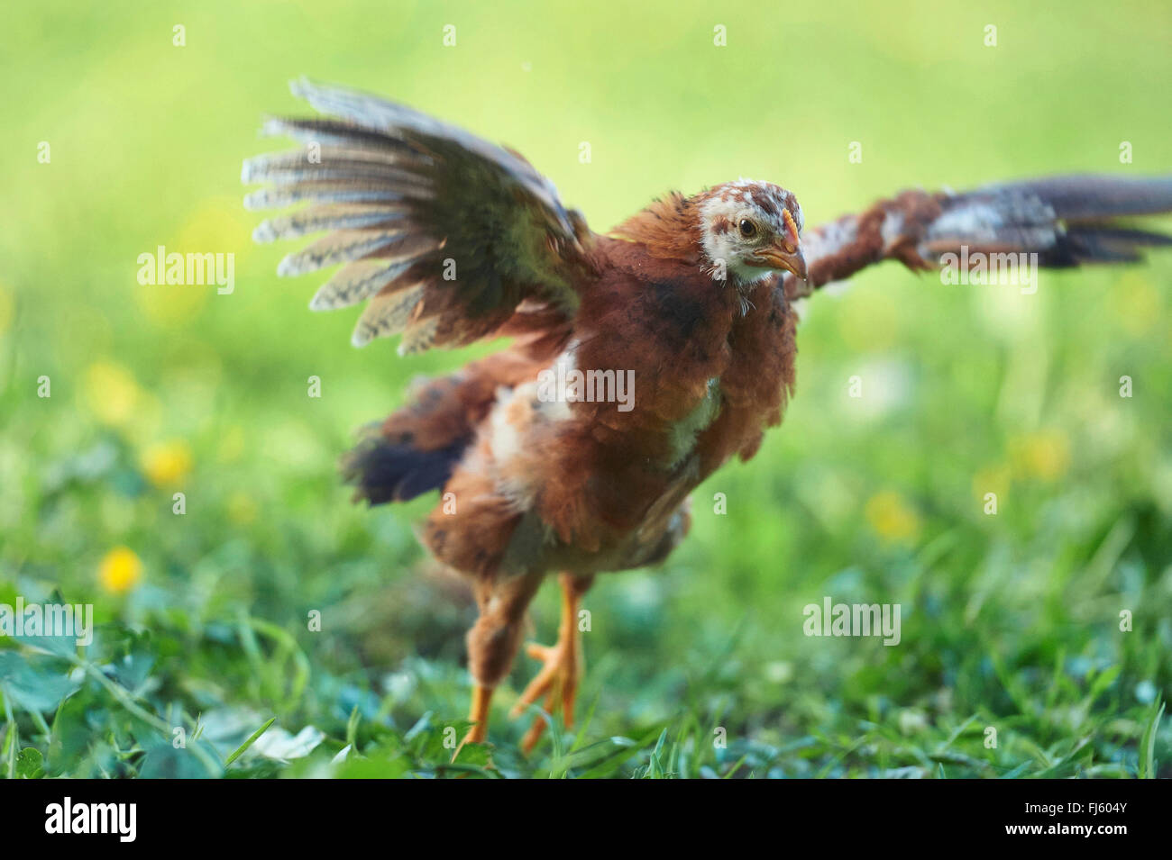 Les oiseaux domestiques (Gallus gallus f. domestica), jeune oiseau les ailes battantes dans un pré, Allemagne Banque D'Images