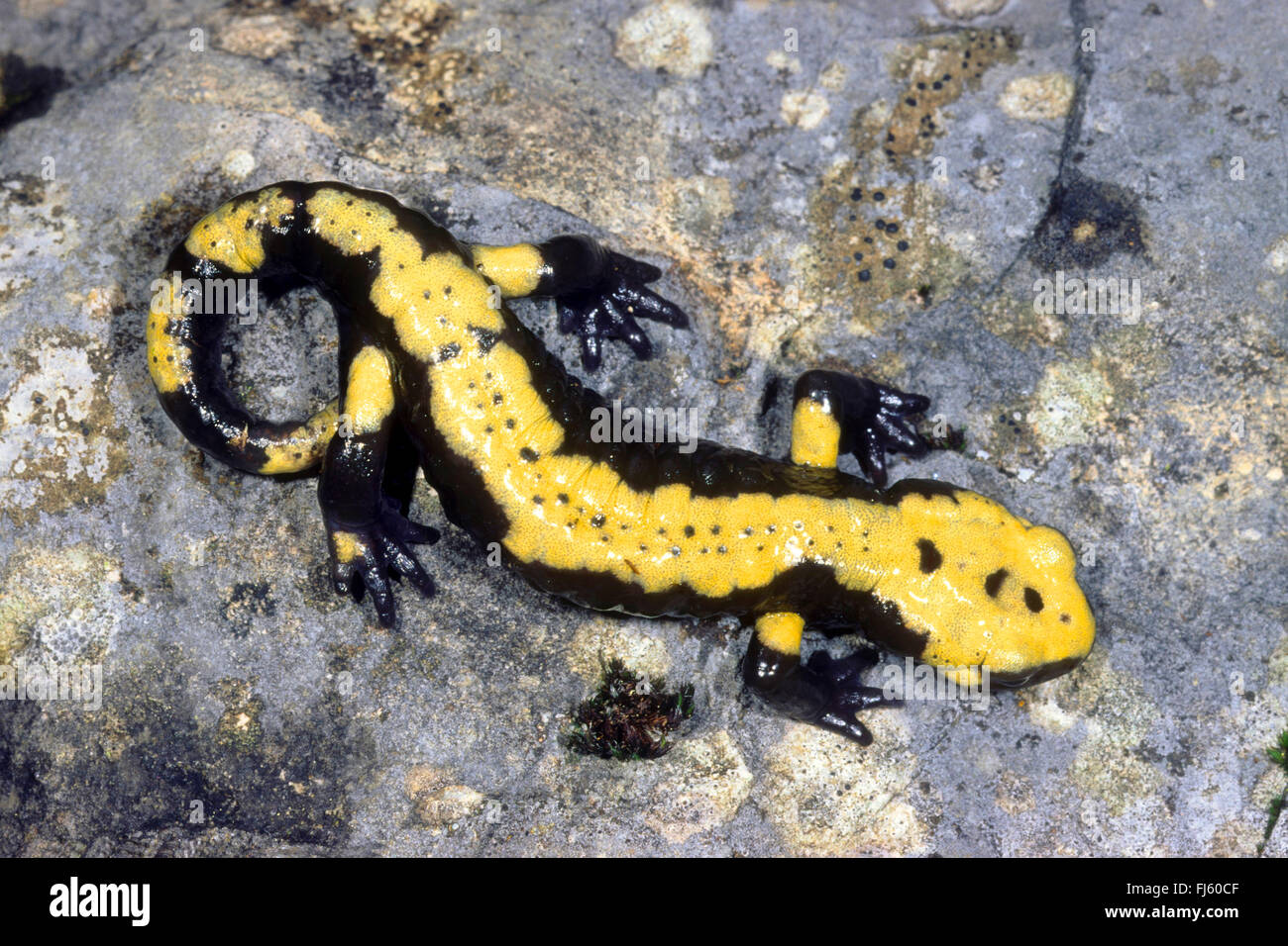 Salamandre Alpine, Alpine européenne salamandre (Salamandra atra aurores, Salamandra Salamandra atra aurores,), sur un rocher, Allemagne Banque D'Images