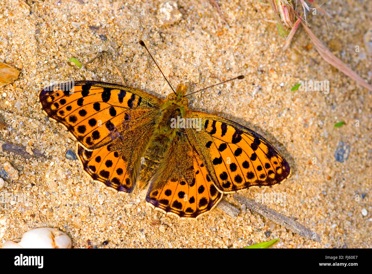 La reine d'Espagne fritillary (Argynnis lathonia Issoria lathonia,), est assis sur le sol, Allemagne Banque D'Images