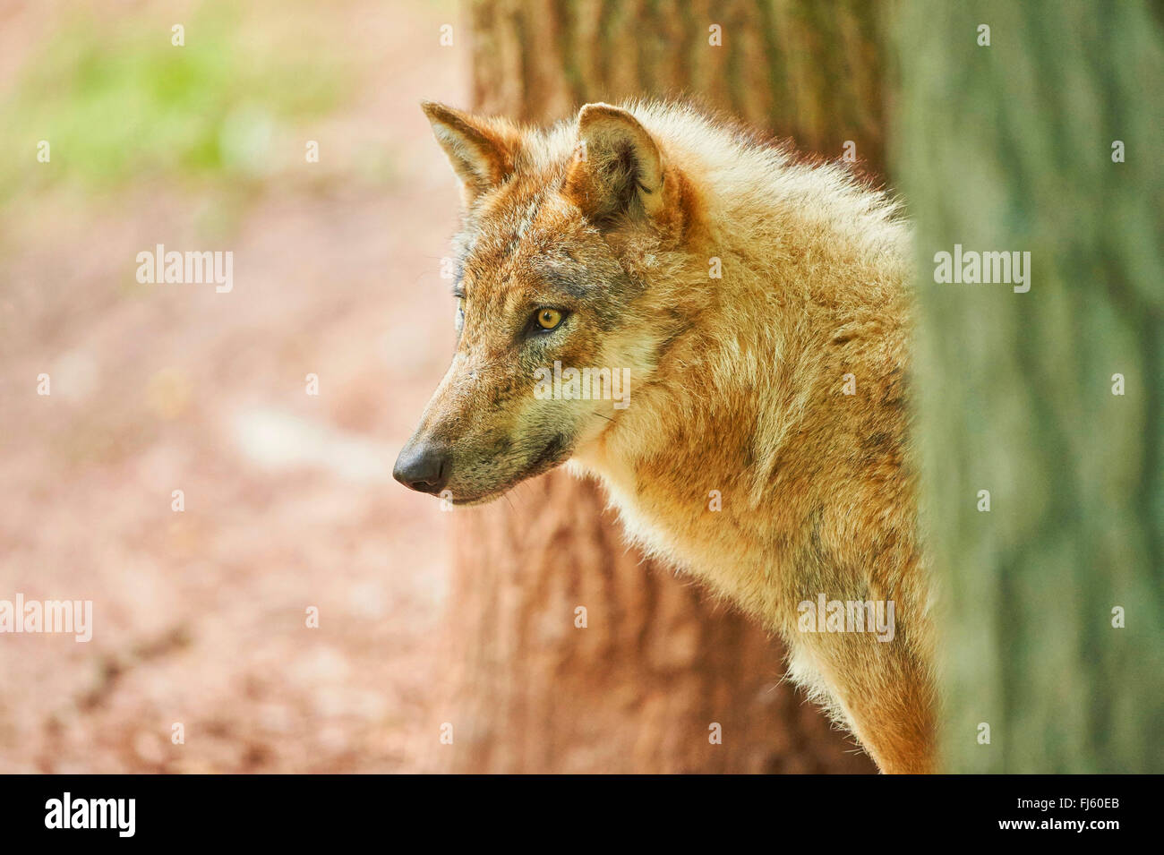 Le loup gris d'Europe (Canis lupus lupus), portrait d'un loup entre deux tiges, l'Allemagne, la Bavière Banque D'Images