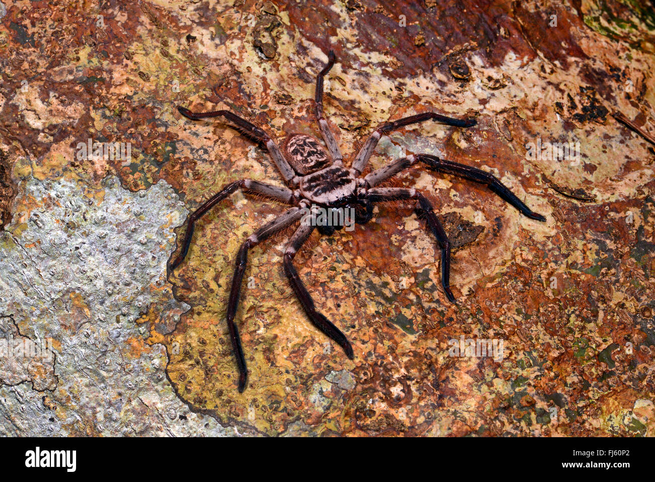 Crabe géant araignées (Sparassidae), assis sur un tronc, Madagascar, Nosy Be, Lokobe Reserva Banque D'Images