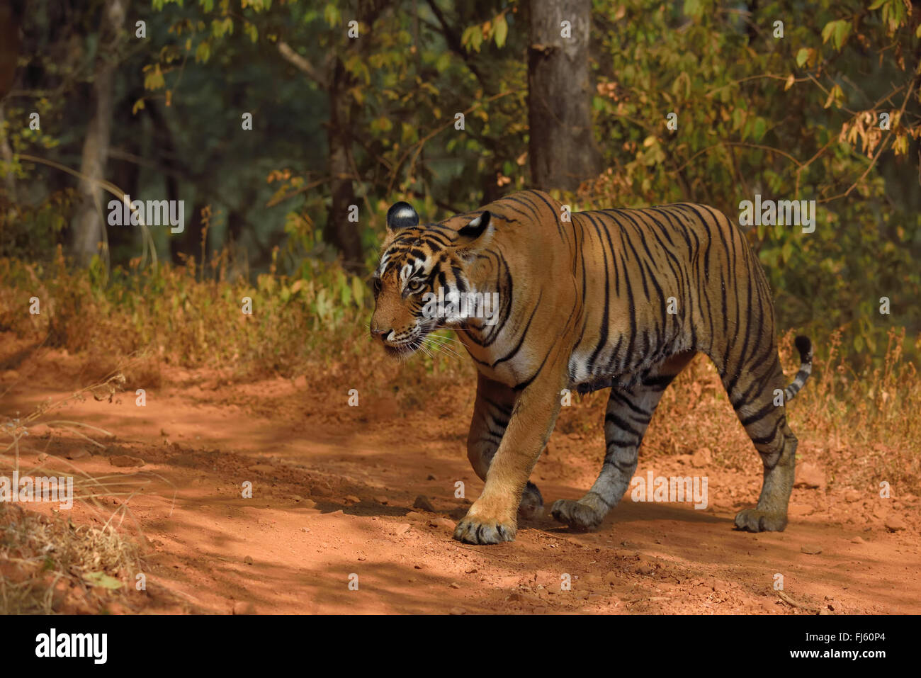 Tigre du Bengale royal au parc national de ranthambhor femelle, Rajasthan inde Banque D'Images