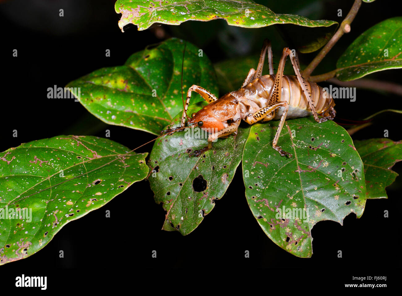 Le roi cricket (Anostostomatidae), assis sur une branche, Madagascar Banque D'Images