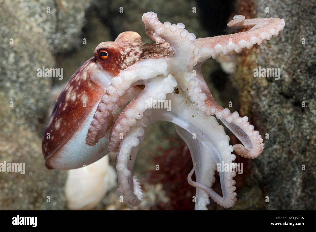 Octopus octopus gondolé, moindre, l'octopus (Eledone cirrhosa, Ozeana cirrosa), natation Banque D'Images