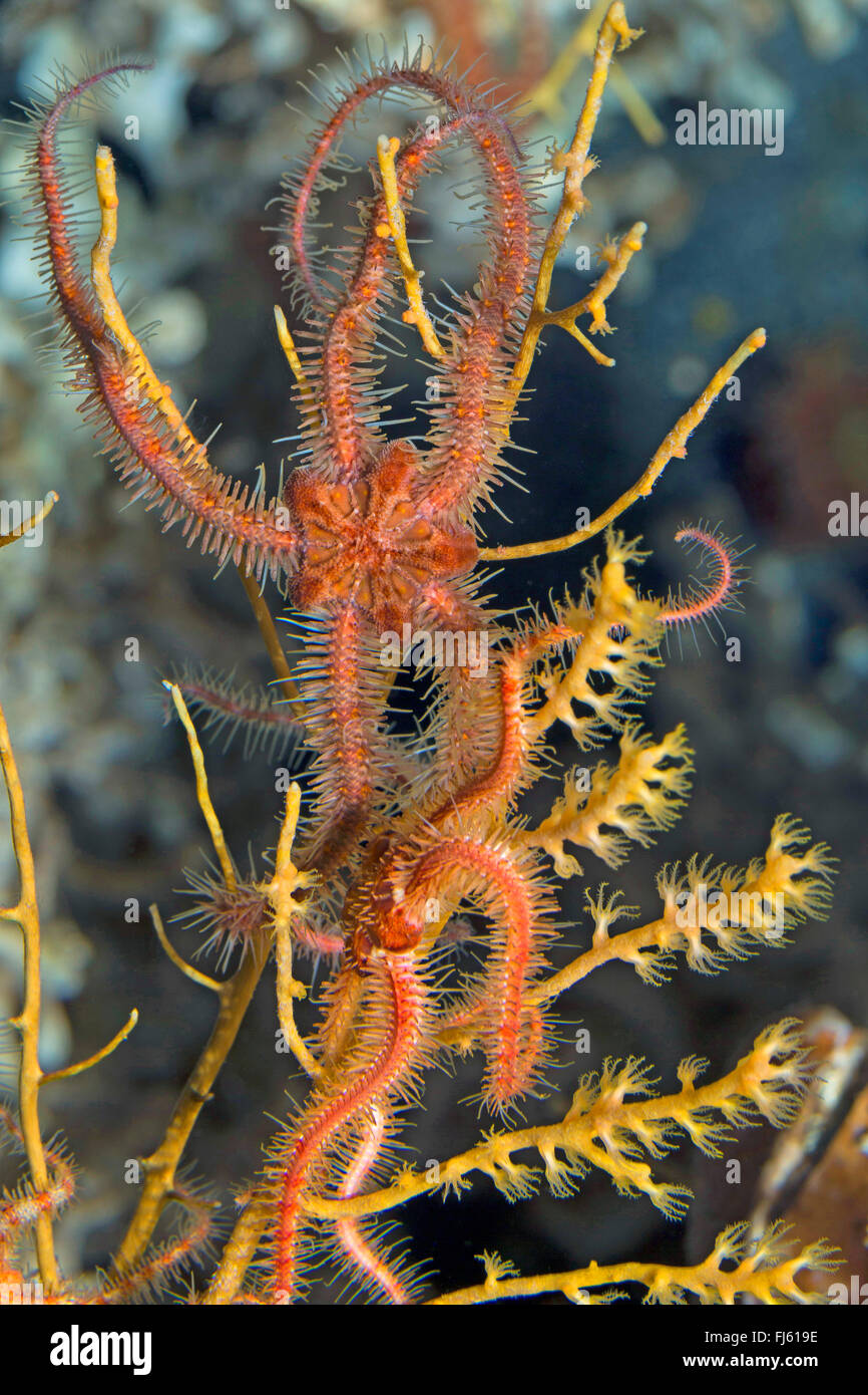 Brittle-Star commun, commun brittlestar (Ophiothrix fragilis), deux Brittle-Stars sur un corail Banque D'Images