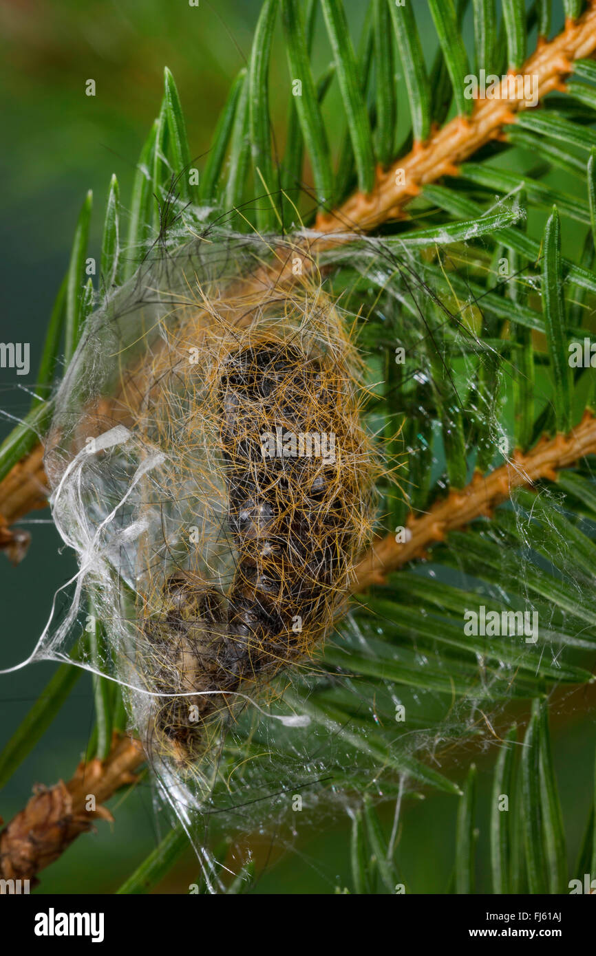 Tannen-Streckfuss (Calliteara abietis), chrysalide dans cocoon, Allemagne Banque D'Images