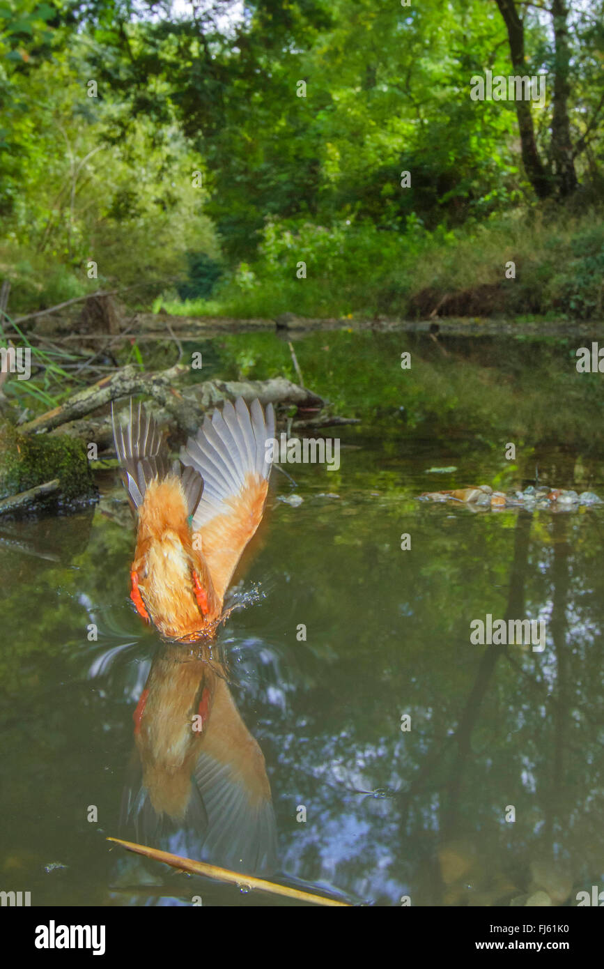 River Kingfisher (Alcedo atthis), à piquer du nez pour les poissons, la plongeant dans l'eau, de l'Allemagne, de Bavière, Isental Banque D'Images