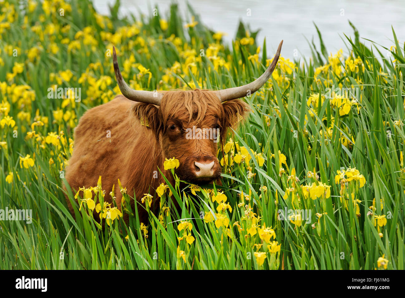 Scottish Highland cattle, Kyloe (Bos primigenius f. taurus), dans une population d'iris jaune (Iris pseudacorus), Allemagne Banque D'Images