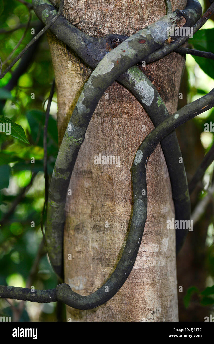 Plante grimpante dans la forêt tropicale, Madagascar, Nosy Be, Lokobe Reserva Banque D'Images