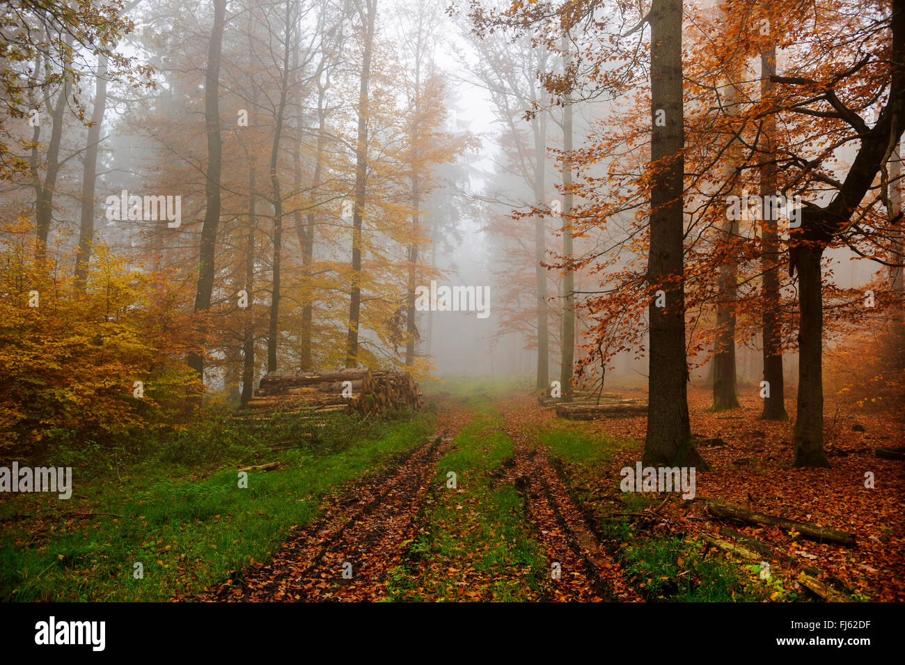 Chemin forestier dans une forêt de hêtres avec humeur misty en automne, Allemagne Banque D'Images Chemin forestier dans une forêt de hêtres avec humeur misty en automne, Allemagne Banque D'Images