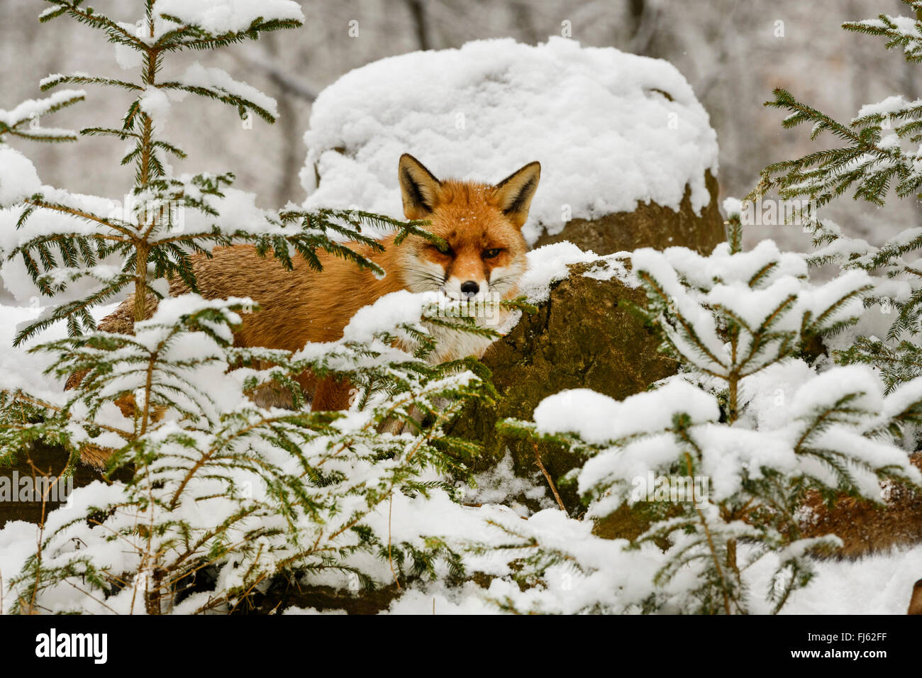 Le renard roux (Vulpes vulpes), dans la forêt couverte de neige, en Allemagne, en Rhénanie du Nord-Westphalie Banque D'Images