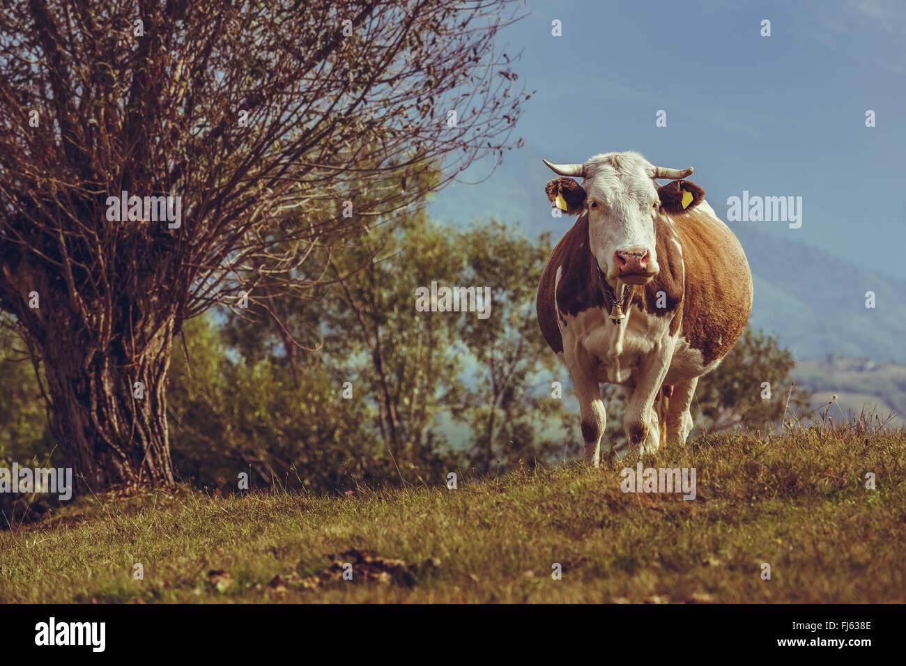 Curieux brown cow race néerlandaise avec bell sur une prairie en Transylvanie, Roumanie. L'élevage traditionnel dans les environs Banque D'Images
