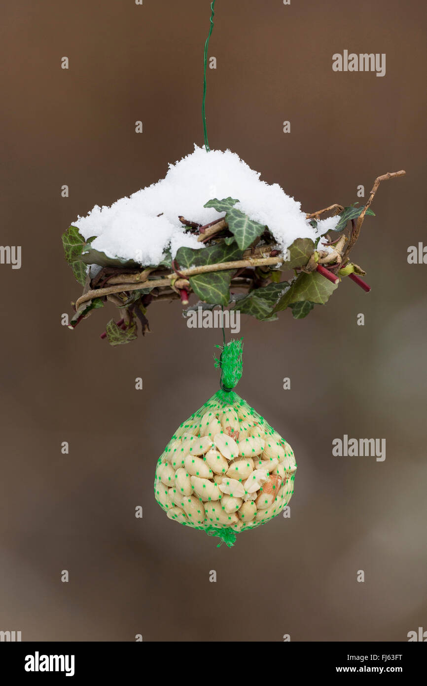 L'alimentation des oiseaux à la main, l'écrou-pochette, Allemagne Banque D'Images