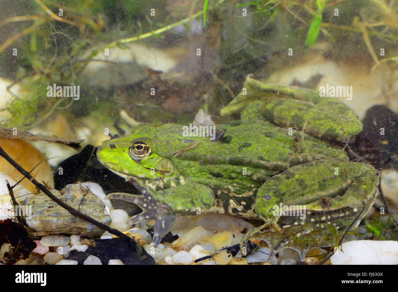 Grenouille comestible européen commun, edible frog (Rana kl. esculenta, Rana esculenta, Pelophylax esculentus), se cachent sur le terrain d'un étang, l'Allemagne, la Bavière Banque D'Images