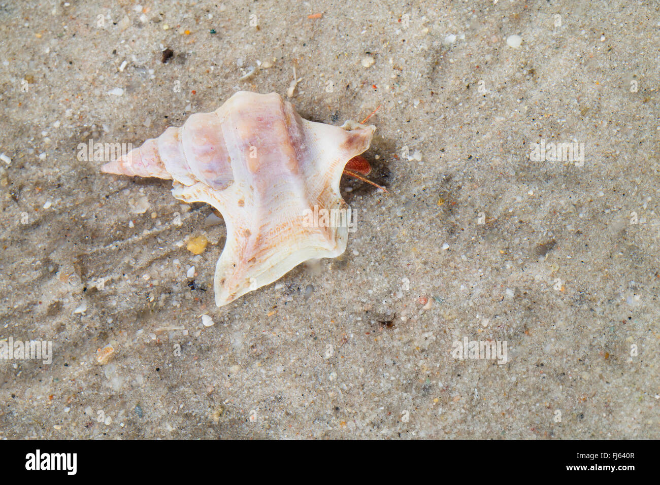 Le pied de pélican commun (Aporrhais pespelecani, Aporrhais pespallecani), sur le terrain Banque D'Images
