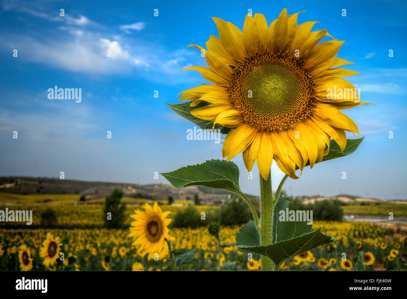 Dans les champs de tournesols de Soria, Castilla Leon, Espagne Banque D'Images