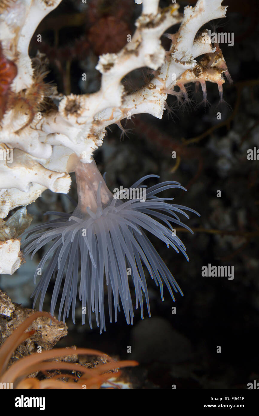 Anémone de mer (Protanthea simplex), à un corail Banque D'Images
