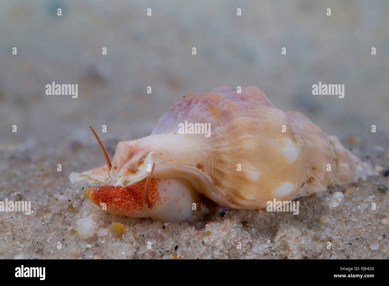 Le pied de pélican commun (Aporrhais pespelecani, Aporrhais pespallecani), sur le terrain Banque D'Images