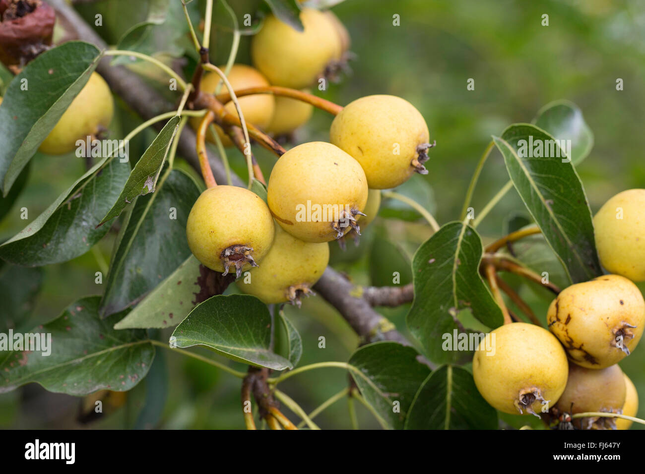 Poirier sauvage européenne, Poirier Sauvage (Pyrus pyraster), branche avec fruits, Allemagne Banque D'Images