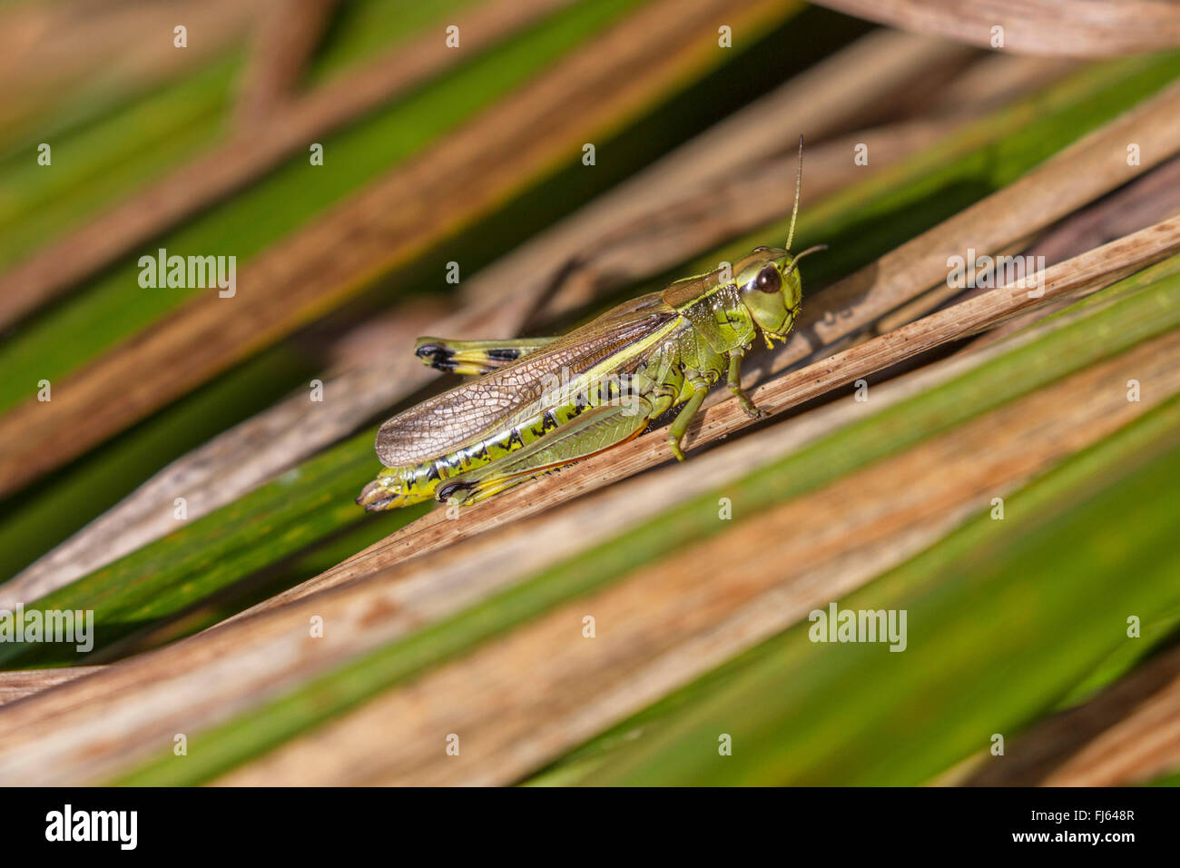 Grand Marais sauterelle (Mecostethus grossus, Stethophyma grossum), Femme, Allemagne, Bavière, Isental Banque D'Images