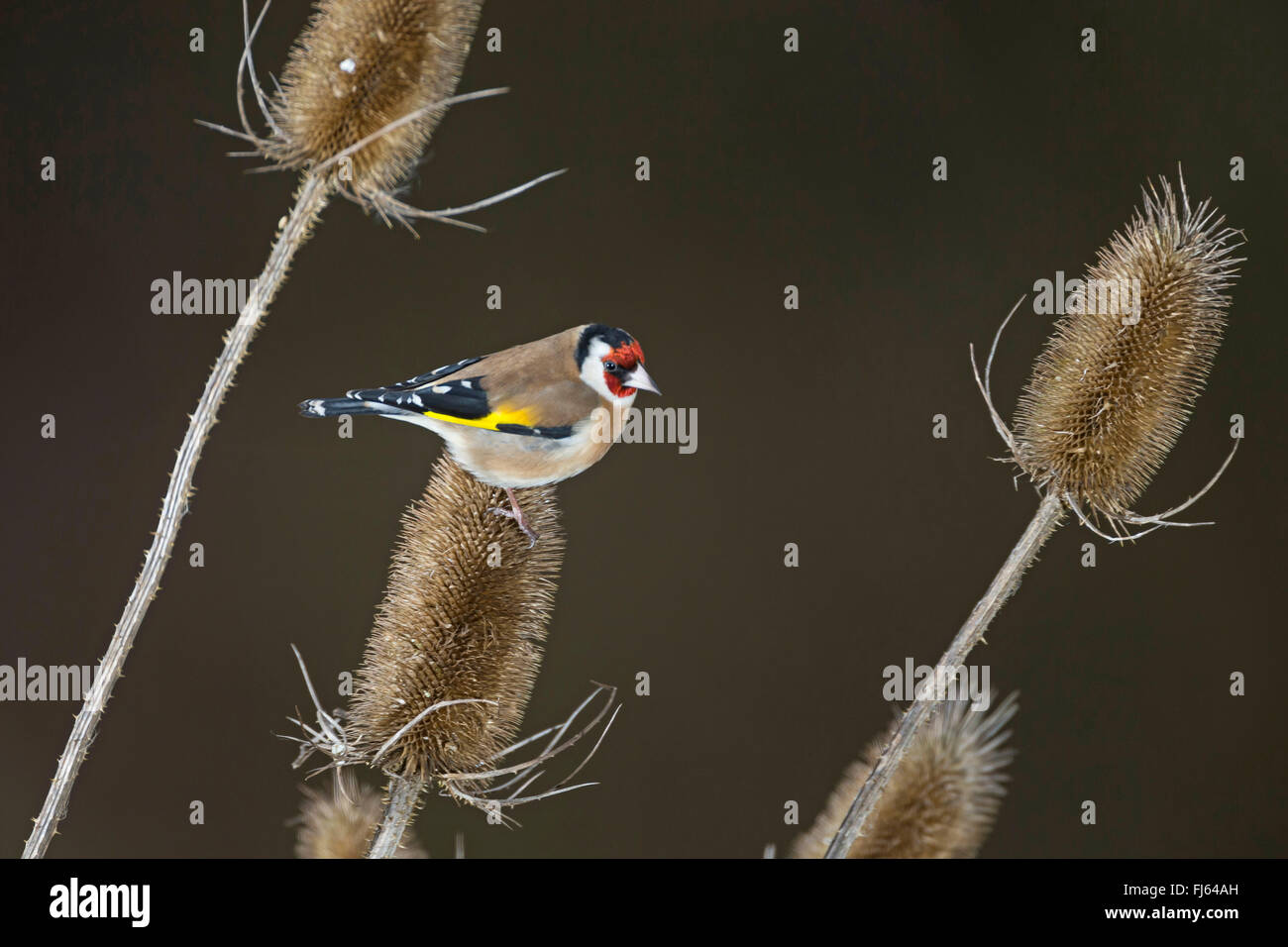 Eurasian goldfinch (Carduelis carduelis), assis sur de l'infructescence teazle, Allemagne Banque D'Images