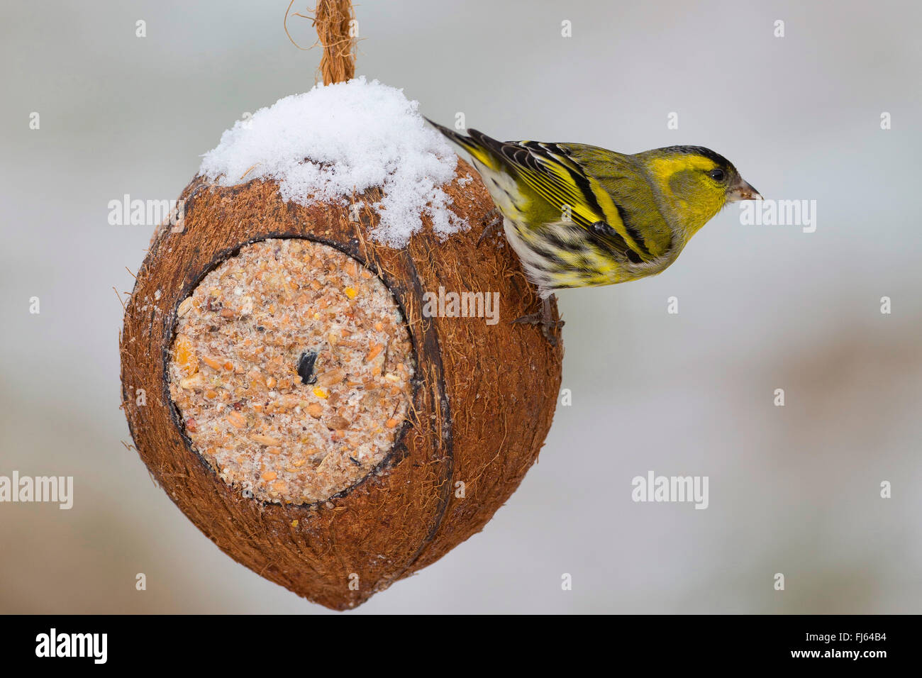 Siskin Carduelis spinus (épinette), homme à l'alimentation des oiseaux faits à la main dans une noix de coco, Allemagne Banque D'Images