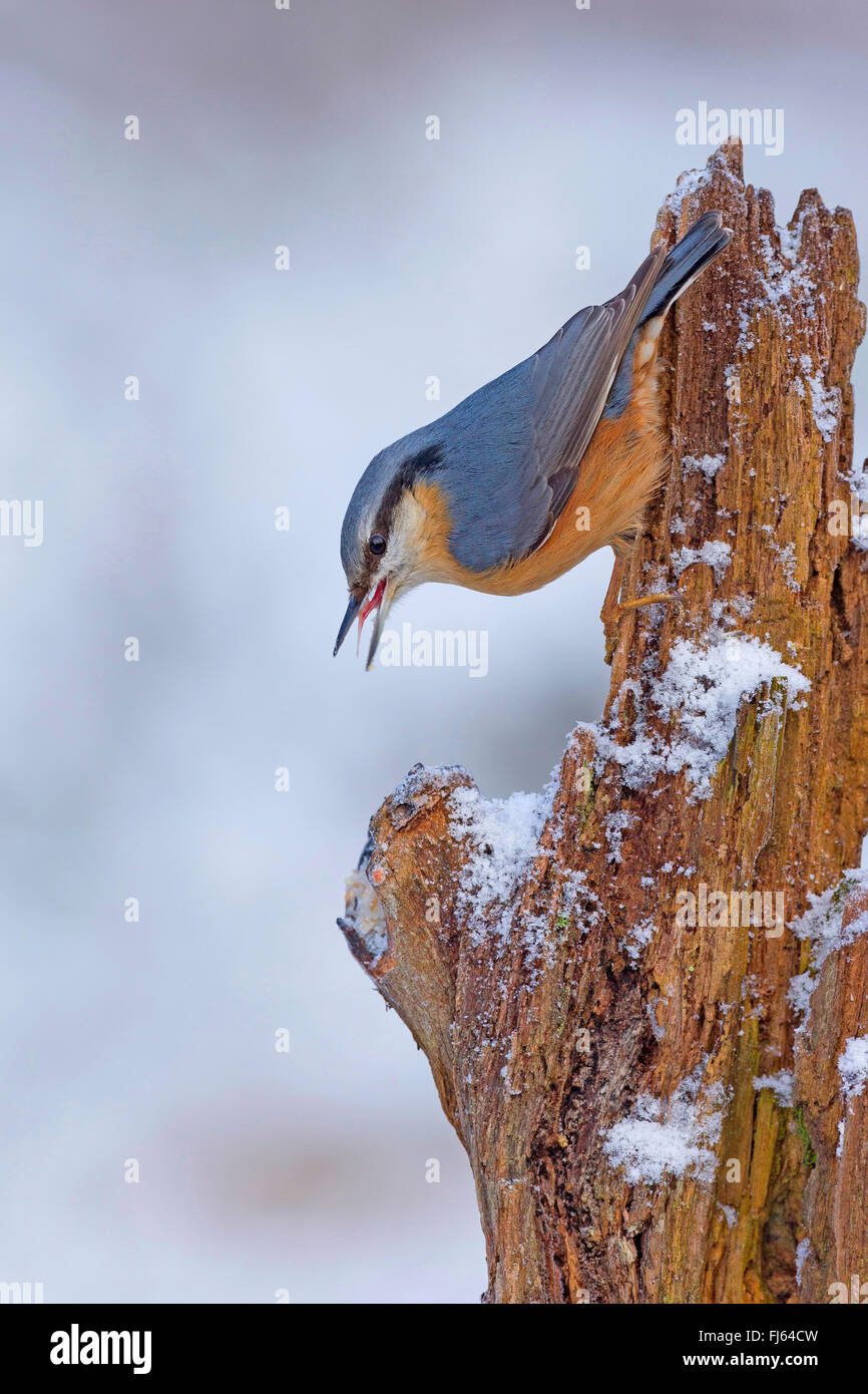Sittelle torchepot (Sitta europaea), assis à l'envers dans un tronc d'arbre mort en hiver, Allemagne Banque D'Images