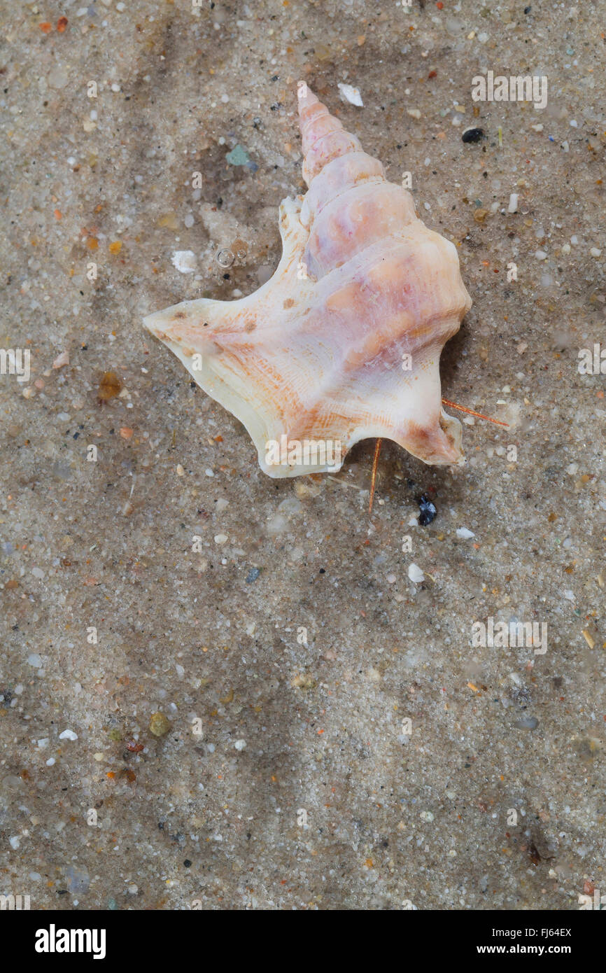 Le pied de pélican commun (Aporrhais pespelecani, Aporrhais pespallecani), sur le terrain Banque D'Images