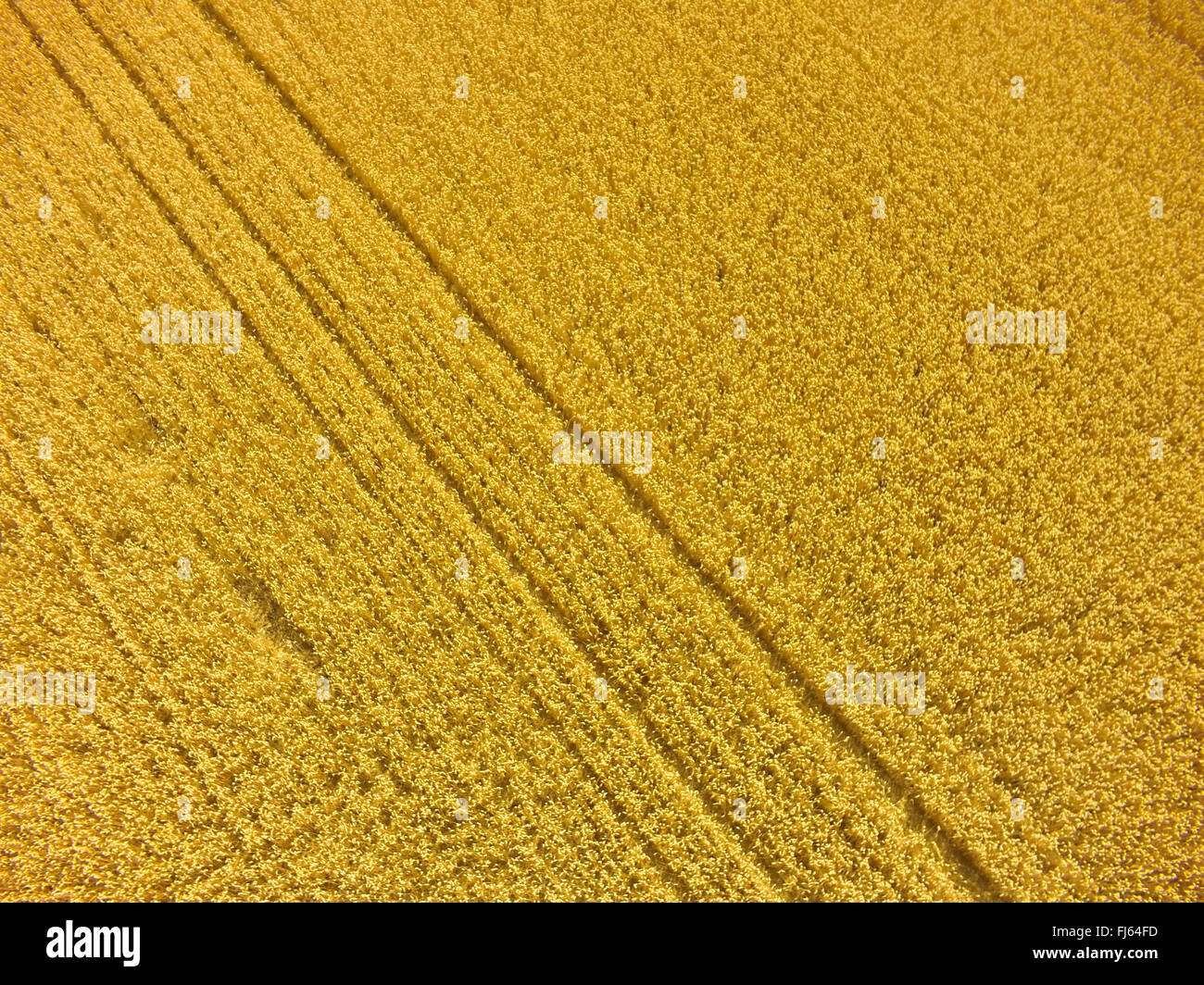 Champ de blé mûr, de la photo, 23.07.2015, vue aérienne , Allemagne, Bade-Wurtemberg, Odenwald Banque D'Images