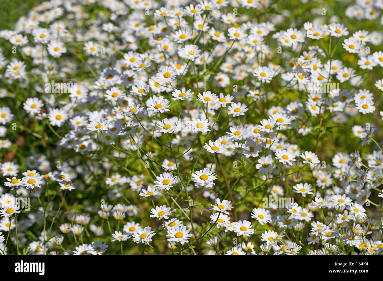 Featherfew, grande camomille, plumes-leaf (Tansy Tanacetum parthenium, Chrysanthemum parthenium), blooming, Allemagne Banque D'Images