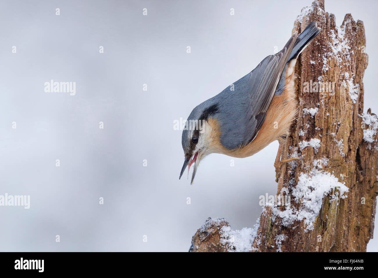 Sittelle torchepot (Sitta europaea), assis à l'envers dans un tronc d'arbre mort en hiver, Allemagne Banque D'Images