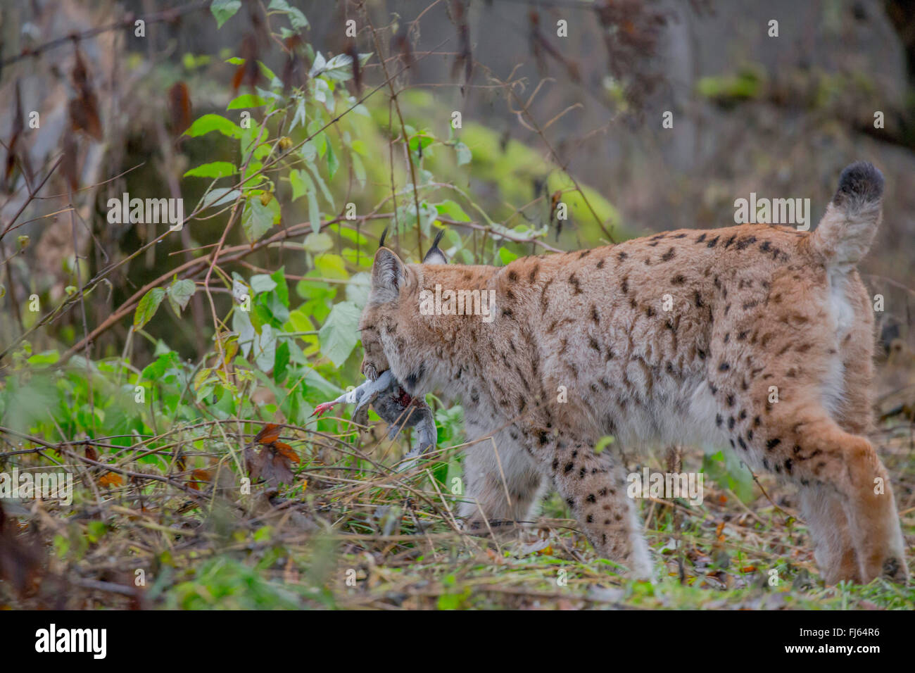 Le lynx (Lynx lynx lynx), pris une colombe Banque D'Images