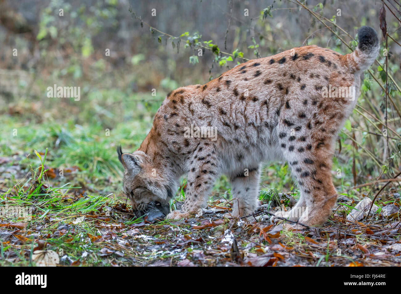 Le lynx (Lynx lynx lynx), s'empare d'un attrapé avec sa bouche dove Banque D'Images