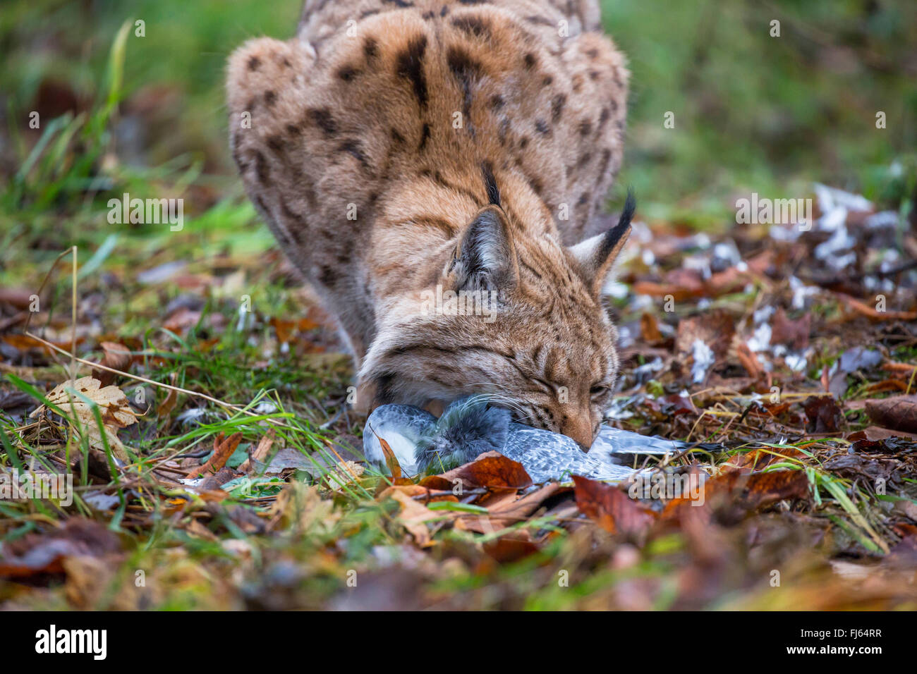 Le lynx eurasien (Lynx lynx), pris une colombe Banque D'Images