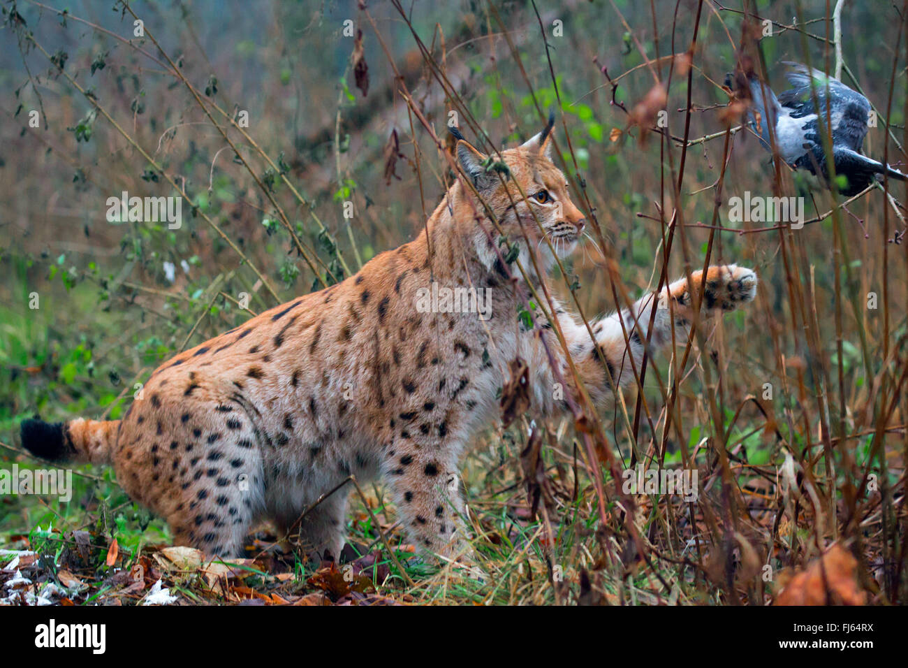 Le lynx eurasien (Lynx lynx), chasse une colombe dans l'air Banque D'Images