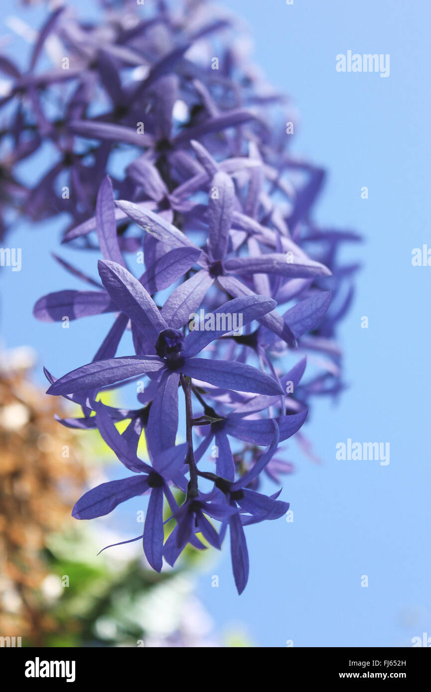 Fermer l'accent sur le long bouquet de fleurs lilas violet star avec ciel bleu Banque D'Images