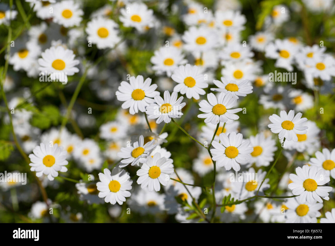 Featherfew, grande camomille, plumes-leaf (Tansy Tanacetum parthenium, Chrysanthemum parthenium), blooming, Allemagne Banque D'Images