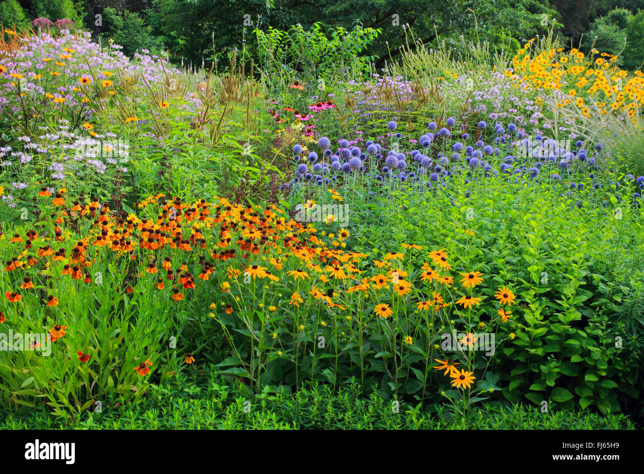 Globe thistle (Echinops spec.), fleurs d'été colorés dans un lit Banque D'Images