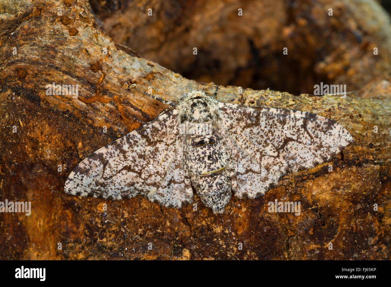 Truffée d'amphibien (Biston betularia Biston, betularius Amphidasis, betularia), à corps blanc émaillé Papillon sur bois, Allemagne Banque D'Images