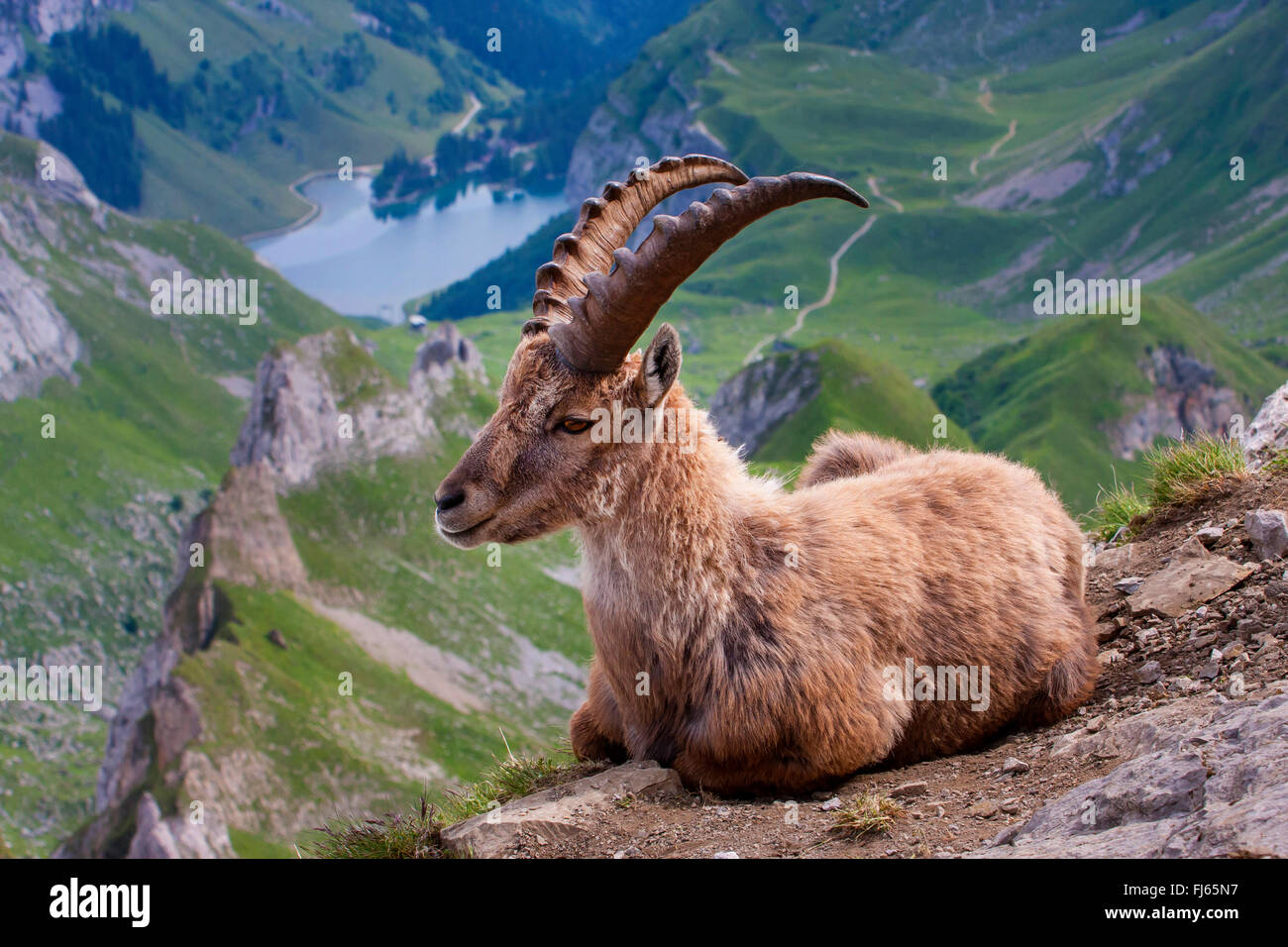 Bouquetin des Alpes (Capra ibex, Capra ibex ibex), dans le changement de la couche reposant sur une falaise, en face de panorama alpin, la Suisse, l'Alpstein, Saentis Banque D'Images