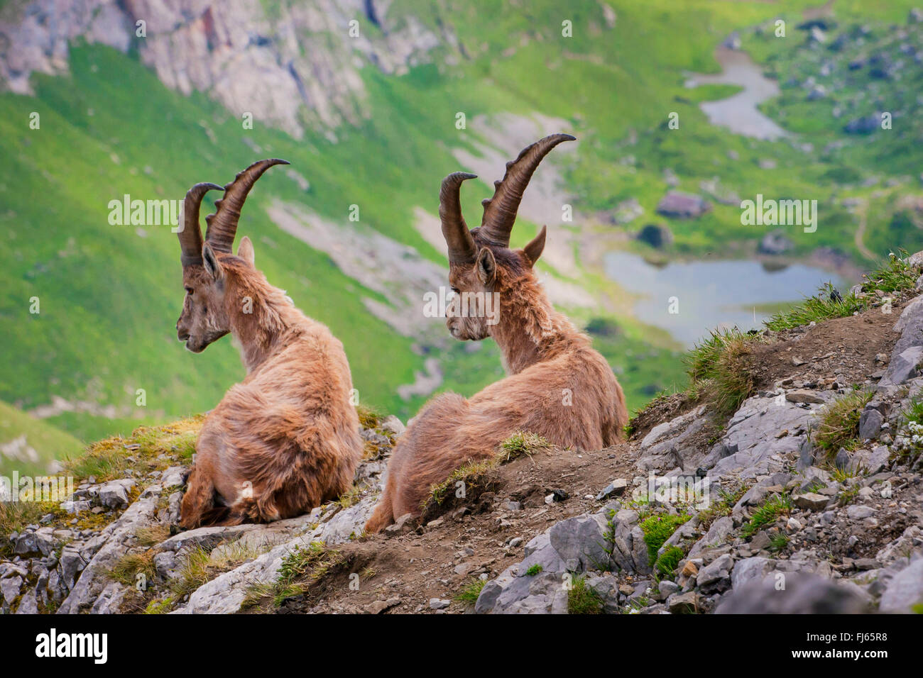 Bouquetin des Alpes (Capra ibex, Capra ibex ibex), deux des bouquetins alpins dans le changement de la fourrure se reposant sur une falaise , la Suisse, l'Alpstein, Saentis Banque D'Images