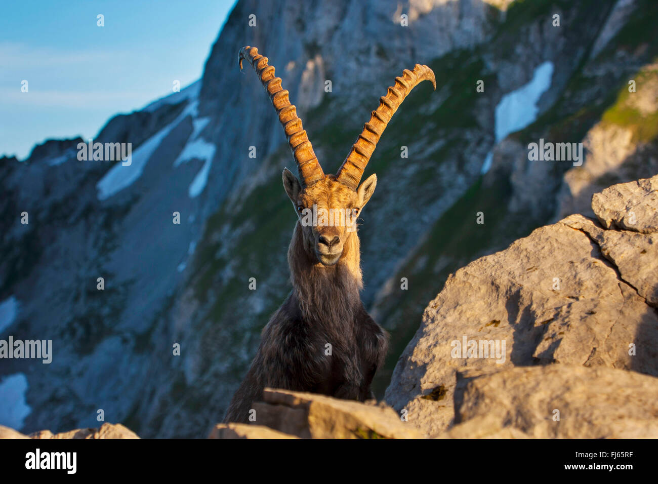 Bouquetin des Alpes (Capra ibex, Capra ibex ibex), dans la lumière du matin en face d'une montagne, la Suisse, l'Alpstein, Saentis Banque D'Images