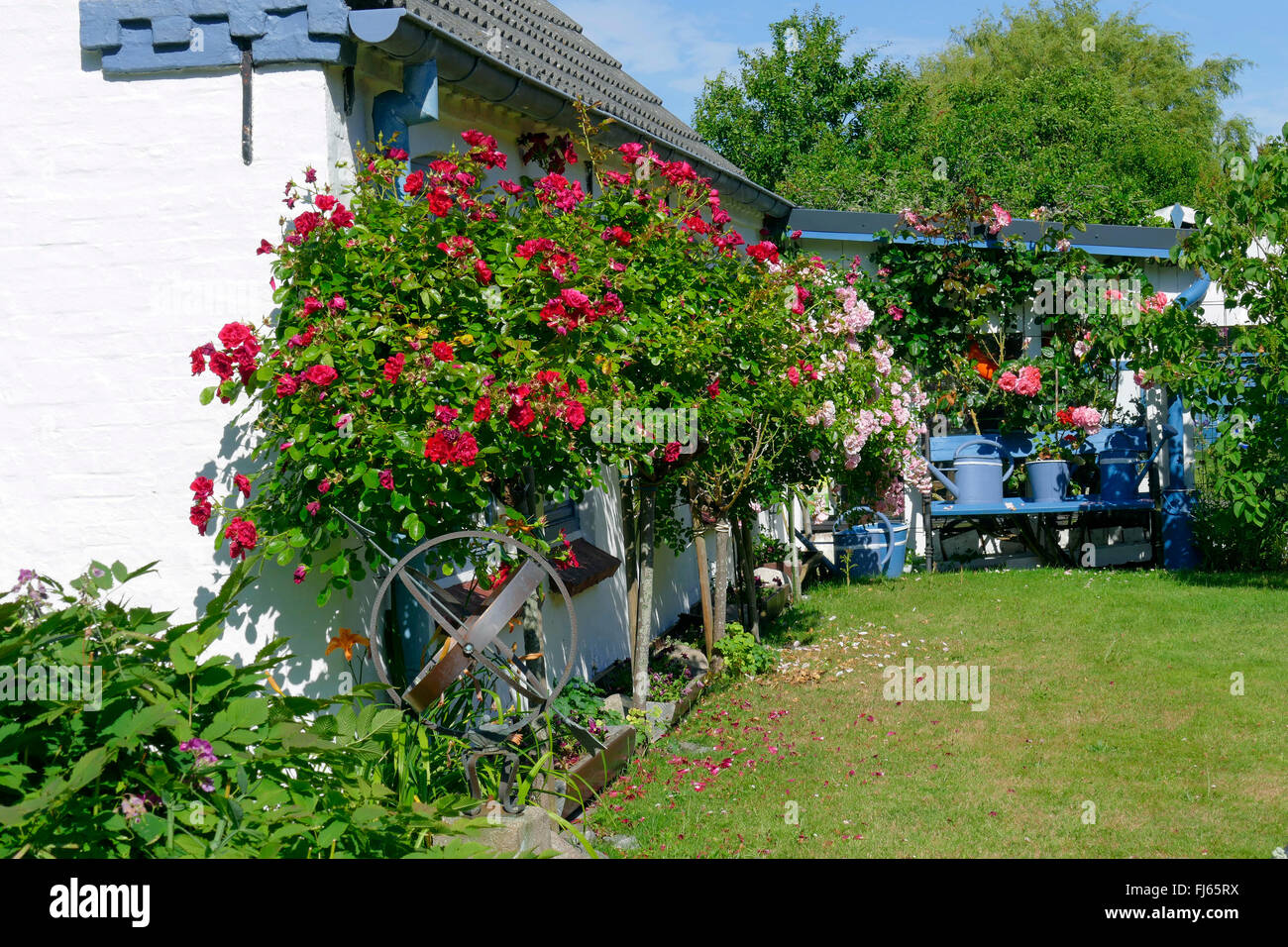 Rose (Rosa spec.), arbres en fleurs rose dans le jardin de l'Haus Luehr à partir de 1868, l'Allemagne, Schleswig-Holstein, dans le Nord de la Frise, Tating Banque D'Images